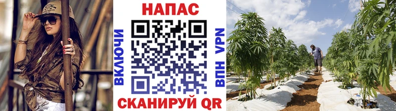 Каннабис сатива  Венёв 